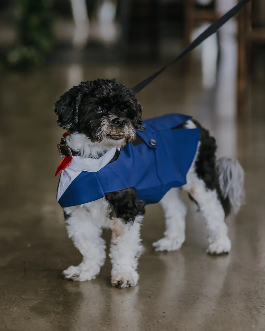 Small black and white dog in a navy tuxedo jacket on a leash